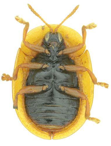 Réf. 355 020 : Cassida azurea